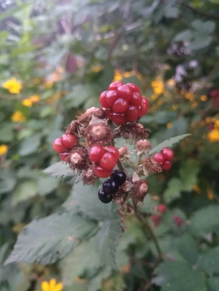 Ripening Wild Berries Branch — Stock Photo, Image