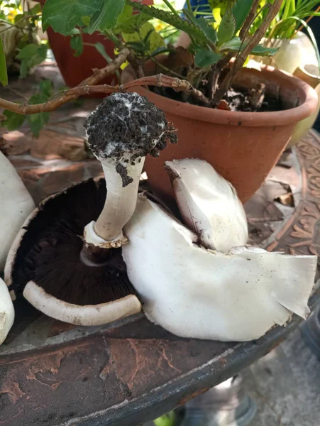 Champignon Belo Cogumelo Florestal — Fotografia de Stock