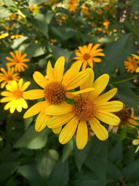 Ekinezya çiçek - tıbbi bitki