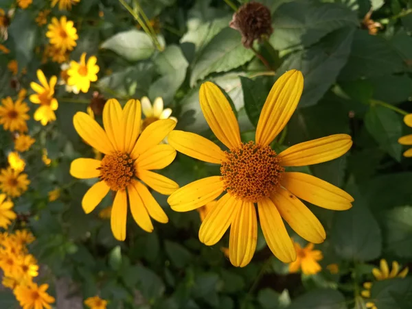 Ekinezya çiçek - tıbbi bitki