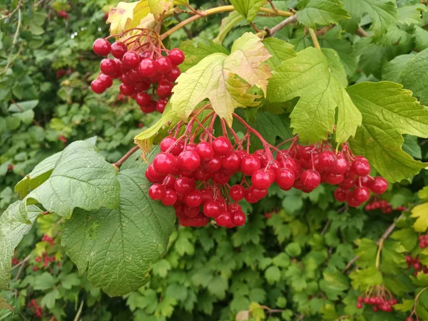 Ammassi Viburno Rosso Cespuglio — Foto Stock