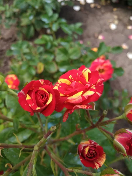 Gelb Rote Kleine Schöne Rosen — Stockfoto