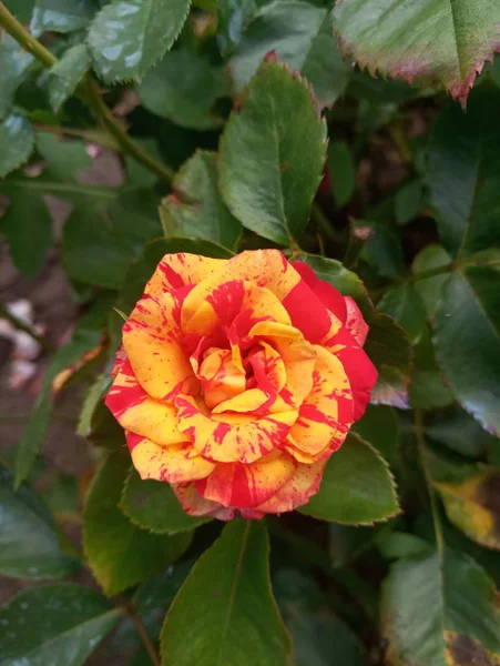 Amarillo Rojo Pequeñas Rosas Hermosas —  Fotos de Stock
