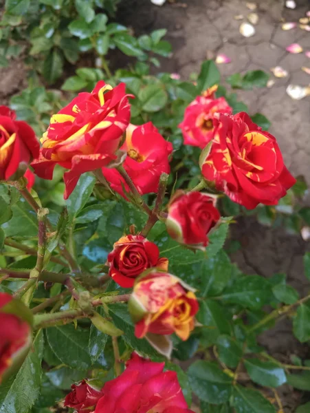 Gelb Rote Kleine Schöne Rosen — Stockfoto