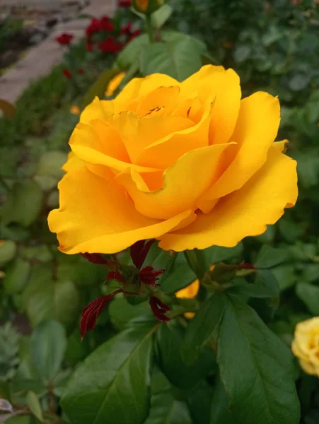 Beautiful Rose Yellow Green Foliage — Stock Photo, Image