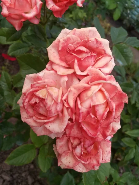 Belas Rosas Cor Escarlate Rosa — Fotografia de Stock