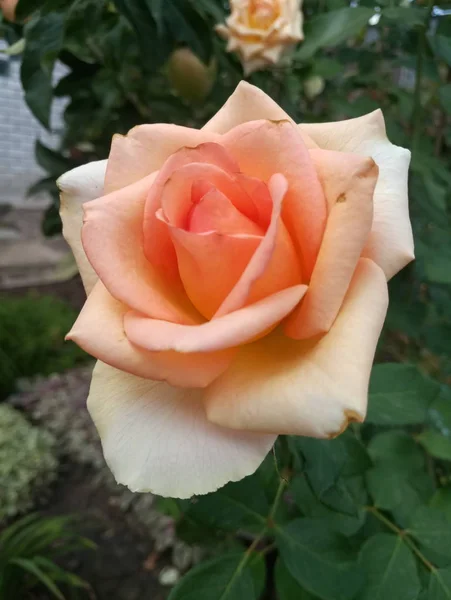 Schöne Rosen Von Scharlachroter Und Rosa Farbe — Stockfoto