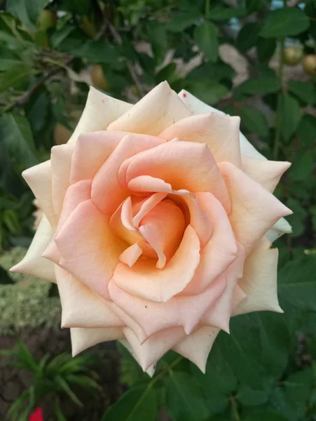 Красивые Розы Алого Розового Цвета — стоковое фото