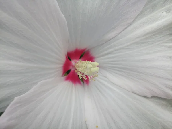 Mooie Witte Hibiscus Bloem — Stockfoto