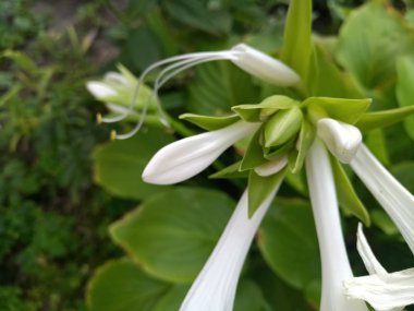 yeşil Bush beyaz çiçek