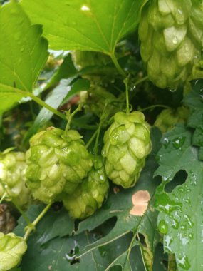 Parlak yeşil atlama sayısının bush