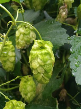 Parlak yeşil atlama sayısının bush