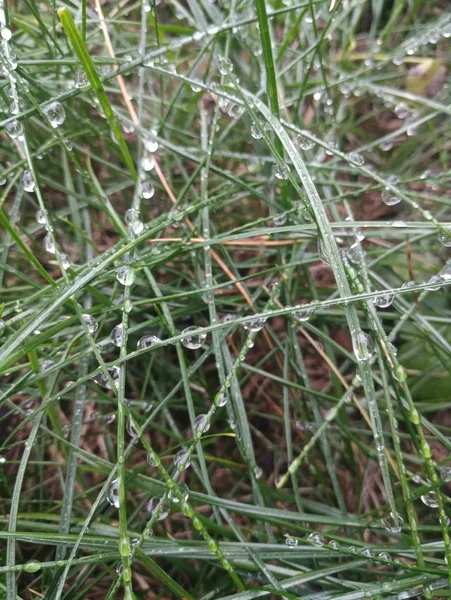 雨の後の水の滴を草の緑 — ストック写真