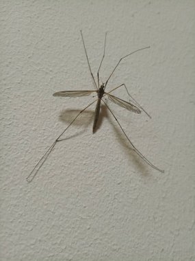 Hafif bir duvar büyük sıtma sivrisinek