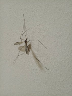 Hafif bir duvar büyük sıtma sivrisinek