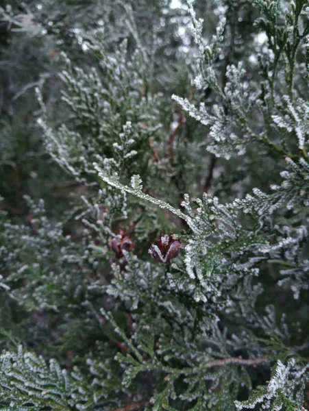 Ramo Albero Conifere Nell Aria Gelida — Foto Stock