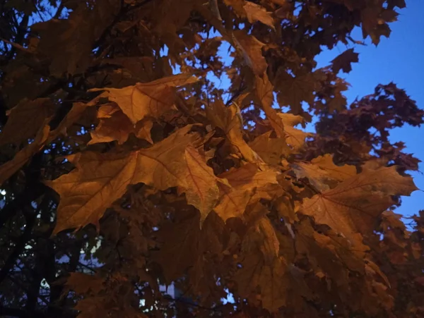 Hojas Arce Amarillo Una Rama Árbol Por Noche —  Fotos de Stock