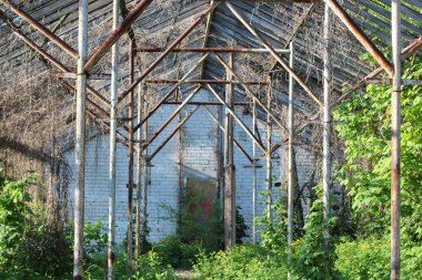 terk edilmiş çalılıkları serada