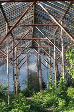 terk edilmiş çalılıkları serada