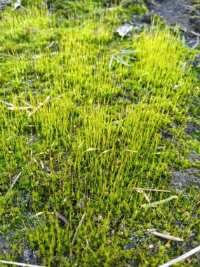 parlak yeşil gri yosun