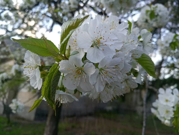 白樱桃树花 — 图库照片