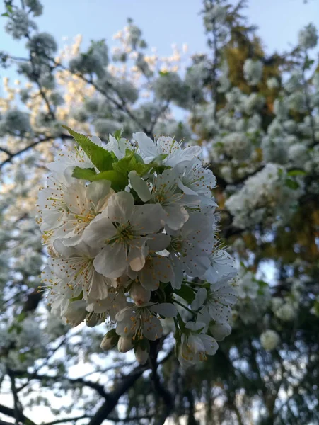 Virágok Fehér Cseresznyefa — Stock Fotó