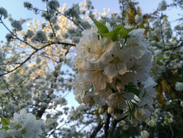 Білі Вишневі Квіти — стокове фото