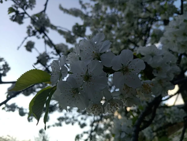 Λευκό Κερασιά Λουλούδια — Φωτογραφία Αρχείου