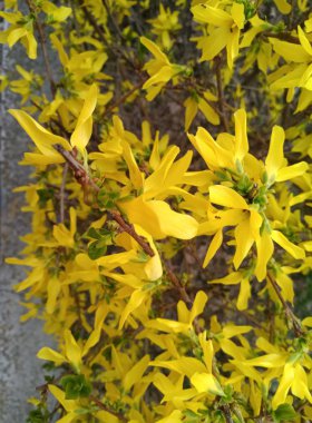 yeşil bush ile güzel sarı çiçekler