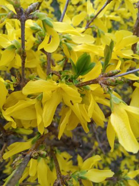 yeşil bush ile güzel sarı çiçekler