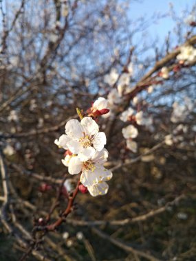 Beyaz kiraz ağacı çiçek