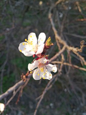 Beyaz kiraz ağacı çiçek