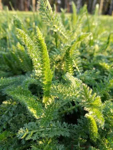 Arbusto Verde Brilhante Com Folhas Semelhantes Samambaias — Fotografia de Stock