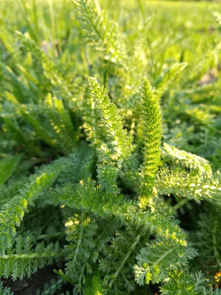 Arbusto Verde Brilhante Com Folhas Semelhantes Samambaias — Fotografia de Stock