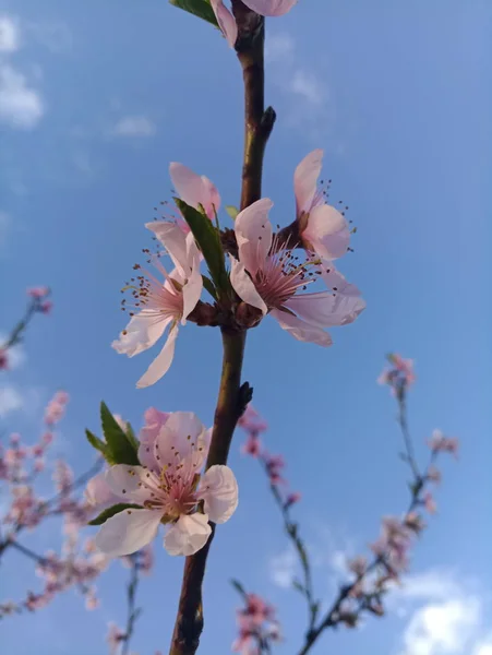 Μαλακό Ροζ Ροδάκινο Δέντρο Λουλούδια — Φωτογραφία Αρχείου