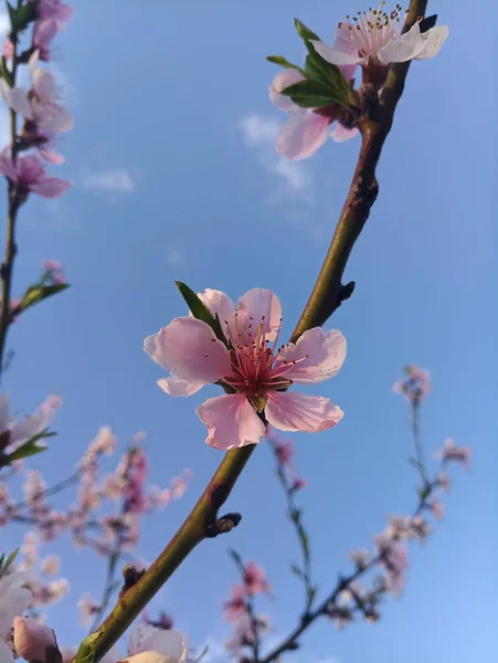 Weiche Rosa Pfirsich Baum Blumen — Stockfoto