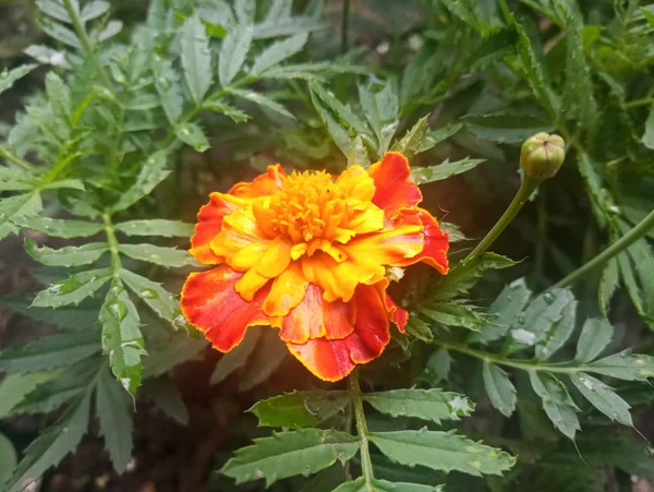 Krásné Oranžové Květiny Tagetes Kapkami Vody — Stock fotografie