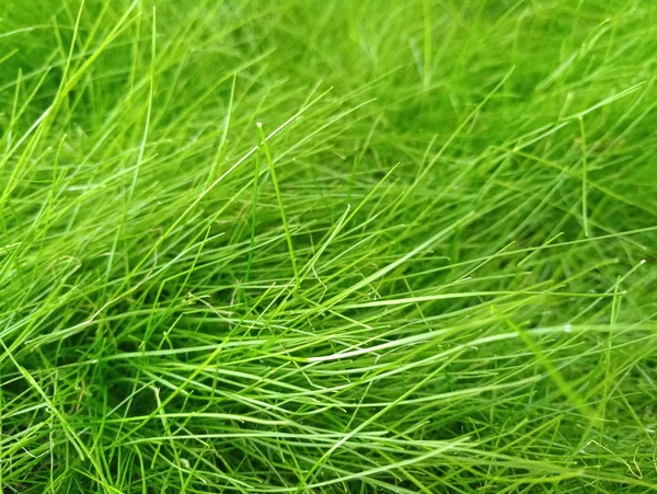 Green Bright Juicy Grass — Stock Photo, Image