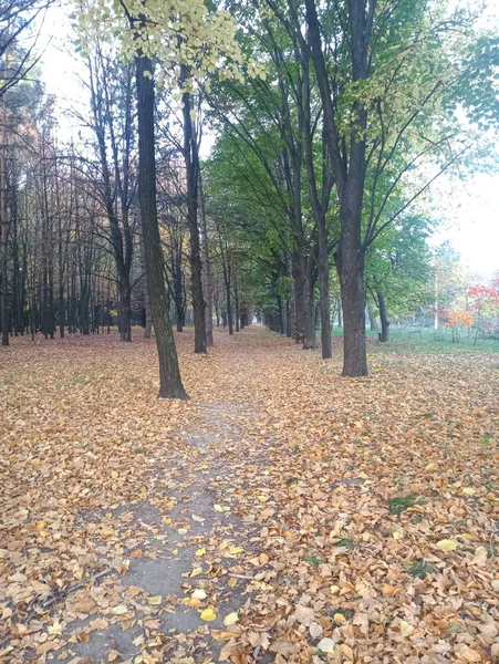 Jesienny Krajobraz Road Park Aleja Żółte Listowie — Zdjęcie stockowe