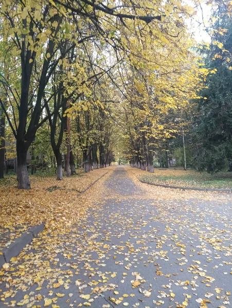 Sonbahar Manzara Yol Park Sokak Sarı Yapraklar — Stok fotoğraf