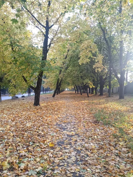 Autumn Landscape Road Park Alley Yellow Leaves — Stock Photo, Image