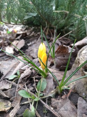 Bahar sarı güzel bitkisi çiçeği