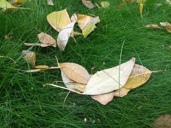 bright green grass with yellow fallen leaves