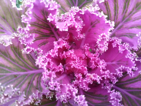 Púrpura Hermosa Flor Col Decorativa —  Fotos de Stock
