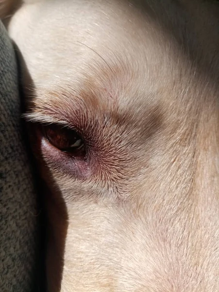 Ojo Marrón Gran Perro Blanco — Foto de Stock