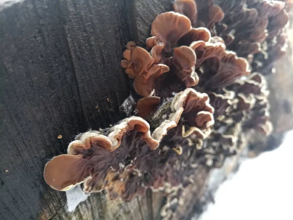 Cogumelo Árvore Toco Árvore Com Neve — Fotografia de Stock