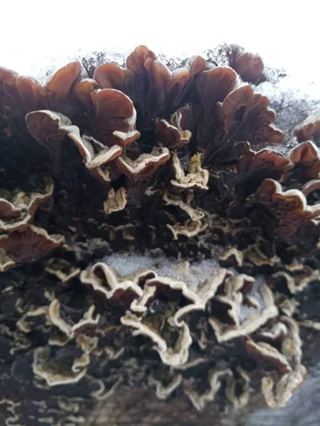 Tree Mushroom Tree Stump Snow — Stock Photo, Image