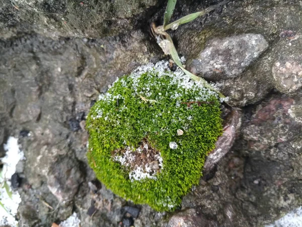 Зеленый Мох Камне Снегом — стоковое фото