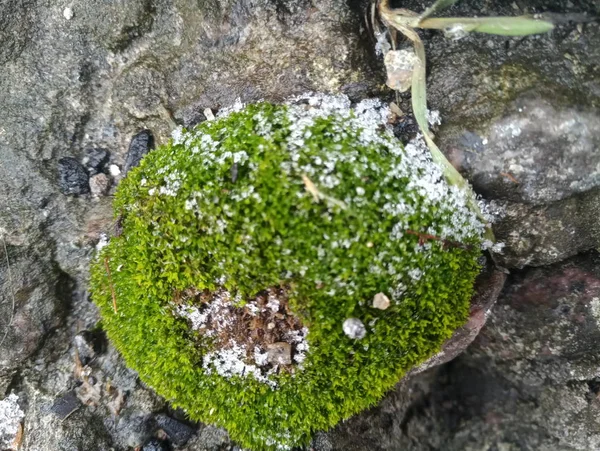 Green Moss Stone Snow — Stock Photo, Image