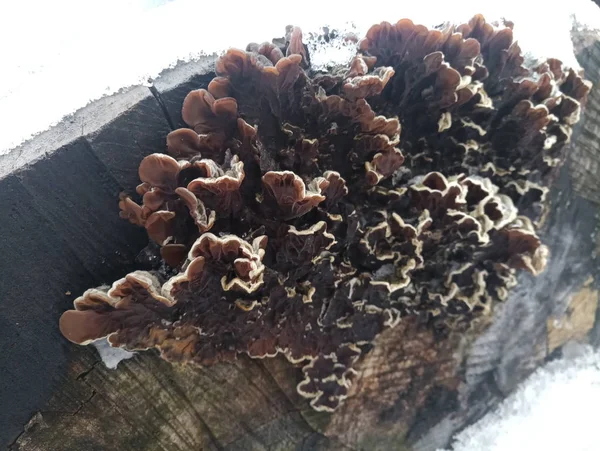 Tree Mushroom Tree Stump Snow — Stock Photo, Image